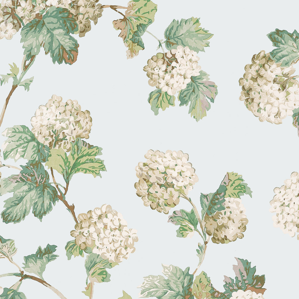 Sussex Hydrangea, Soft Blue