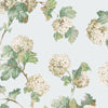 Sussex Hydrangea, Soft Blue
