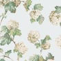 Sussex Hydrangea, Soft Blue