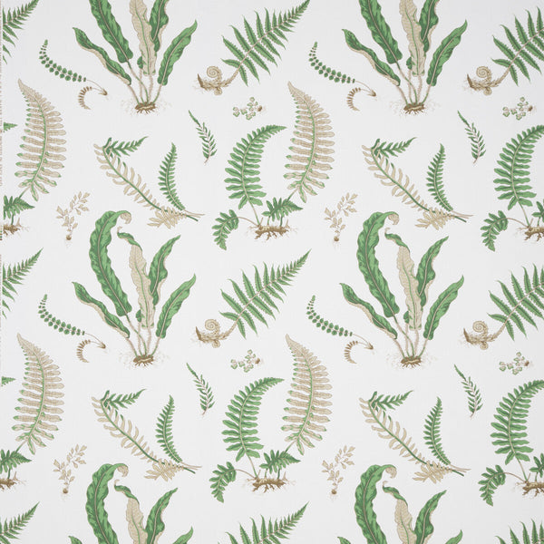 Ferns Print - Snow  By G P & J Baker | Perennia |Botanical & Floral  Multipurpose Print