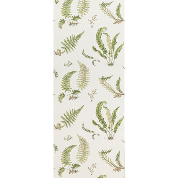 Ferns - Leaf By G P & J Baker | Signature Ii Wallcoverings |Botanical & Floral  Wallcovering Print