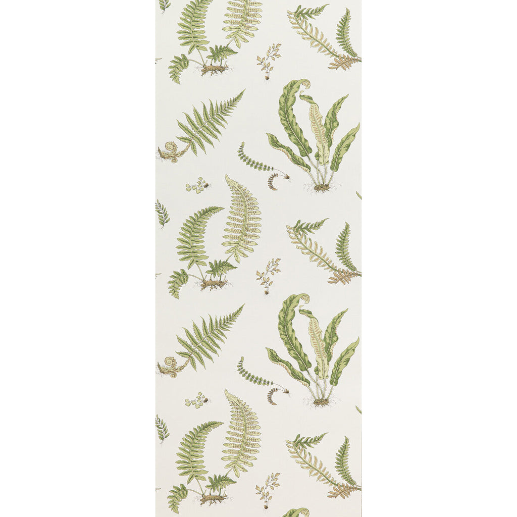 Ferns - Leaf  By G P & J Baker | Signature Ii Wallpapers |Botanical & Floral  Wallcovering Print
