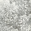 Brush Ivory