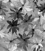 Clematis Black & White