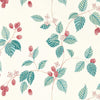 Rubus Raspberry | Sanderson
