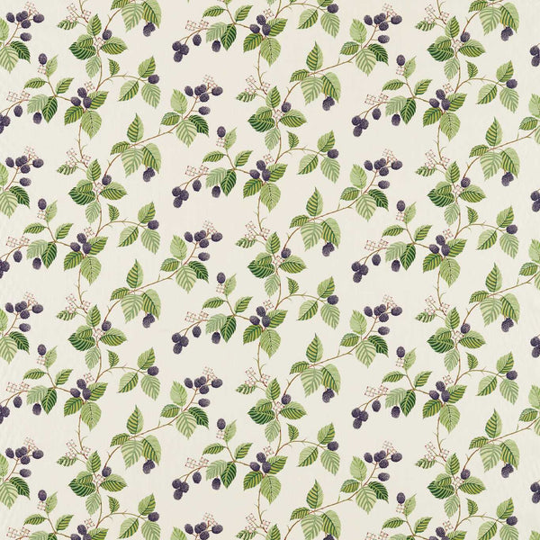 Rubus Blackberry | Sanderson