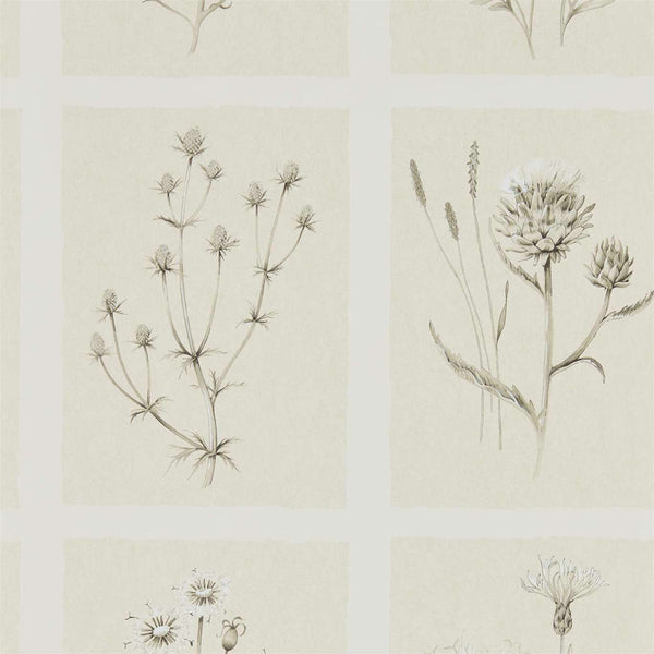 Little Thistles Ecru | Sanderson