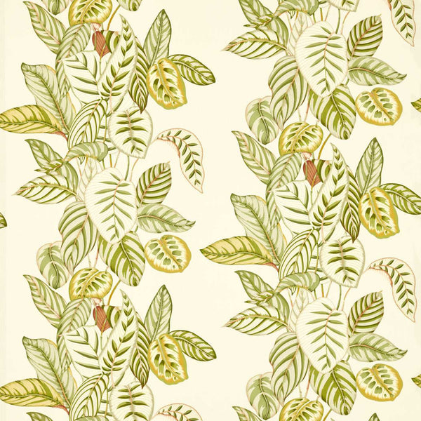 Calathea Samphire | Sanderson