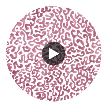 JAVA-MAGENTA-BLUSH Circular Swatch | Franquemont London