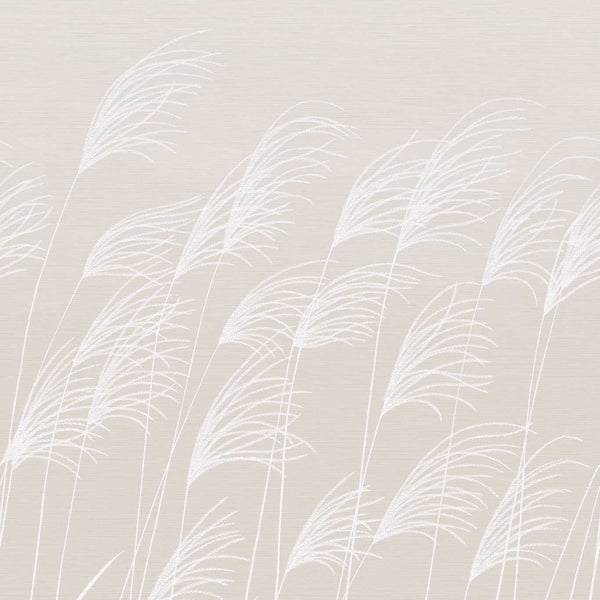 Miscanthus miscanthus-parchment-frost-haw0308-02 | Harlequin