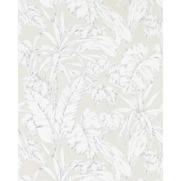 Parlour Palm | Scion