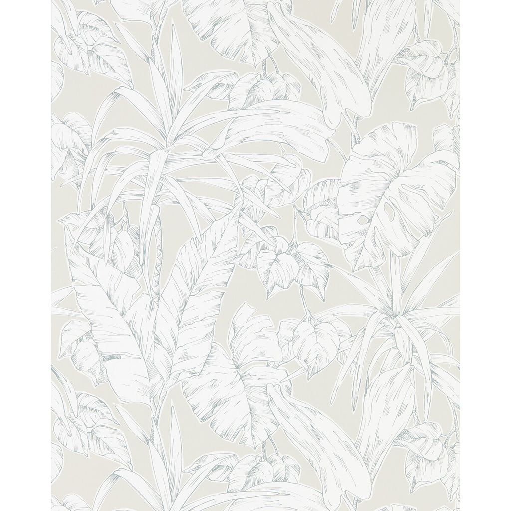 Parlour Palm | Scion