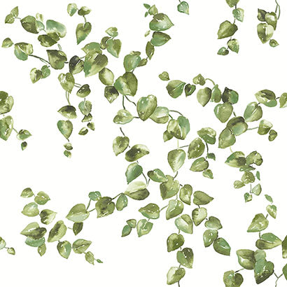Creeping Fig Vine Wallpaper | Jeffrey Stevens