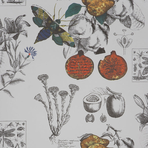 Lineo - 1 Multi By Gaston Y Daniela | Gaston Origen Dos |Animal/Insects Botanical & Floral Wallcovering Print