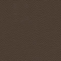 Algiers - Cocoa Bean