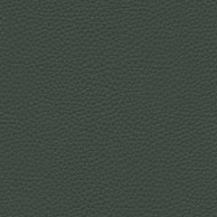 Algiers - Forest Floor