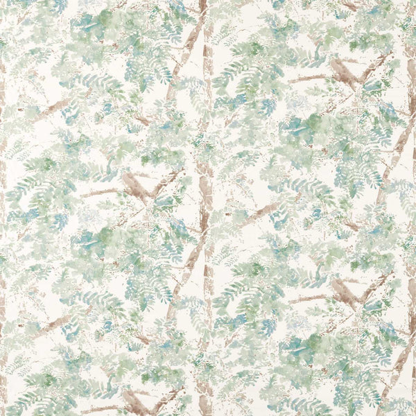 Ceiba Pine | Harlequin