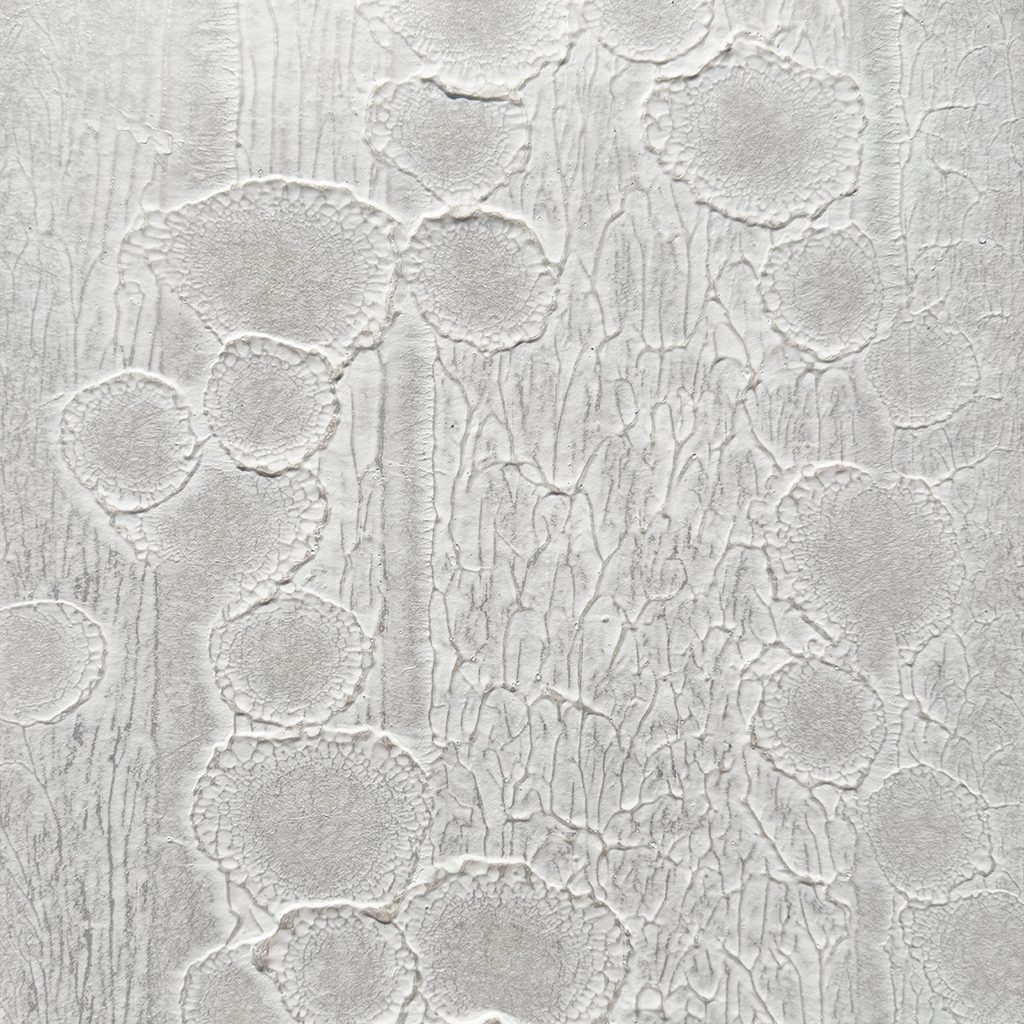 Isidium Evernia