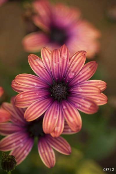 Flowers 9   Wallpaper (-558423) | Kurt Johnson | Koroseal