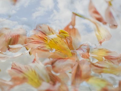 Flowers Flowers 13 - White Commercial Wallcovering | Koroseal