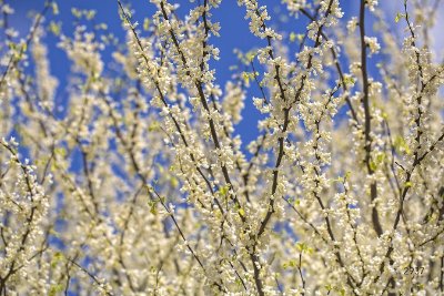 Flowers Flowers 17 - Sky Blue Commercial Wallcovering | Koroseal