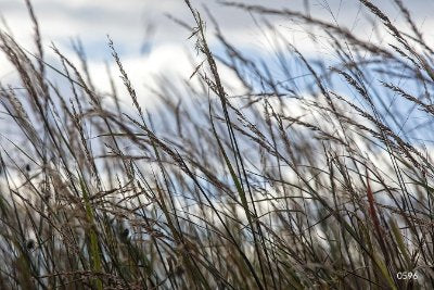 Grasses-Leaves 6   Wallpaper (596) | Kurt Johnson | Koroseal