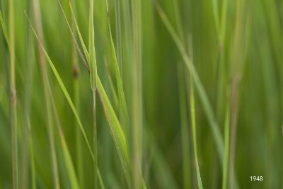 Grasses-Leaves Grasses-Leaves 4 - Light Green Commercial Wallcovering | Koroseal