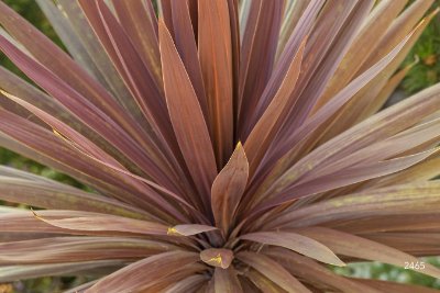 Grasses-Leaves 12   Wallpaper (2465) | Kurt Johnson | Koroseal