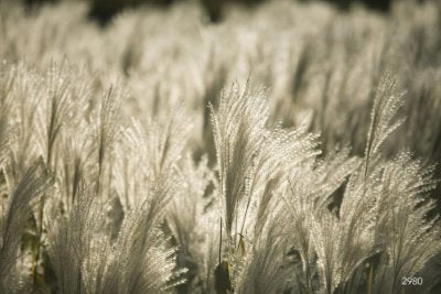 Grasses-Leaves Grasses-Leaves 9 - Beige Commercial Wallcovering | Koroseal