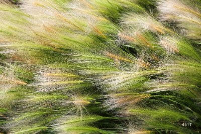 Grasses-Leaves Grasses-Leaves 8 - Pale Green Commercial Wallcovering | Koroseal