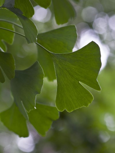 Grasses-Leaves 14   Wallpaper (1748084) | Kurt Johnson | Koroseal