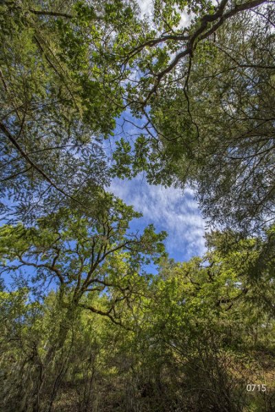 Trees Trees 3 - Sky Blue Commercial Wallcovering | Koroseal