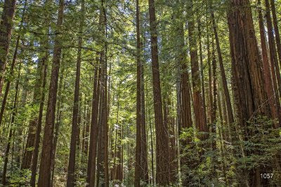 Trees Trees 6 - Light Beige Commercial Wallcovering | Koroseal