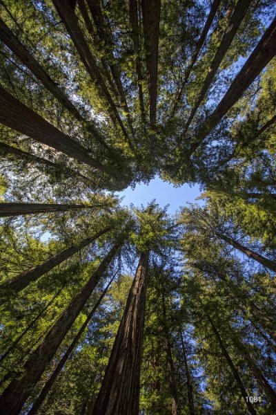 Trees 2   Wallpaper (1081) | Kurt Johnson | Koroseal