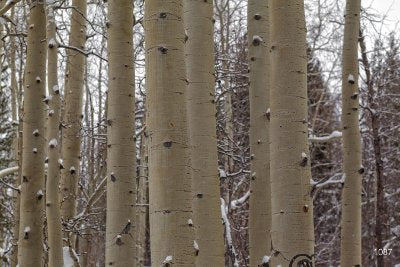 Trees Trees 1 - White Commercial Wallcovering | Koroseal
