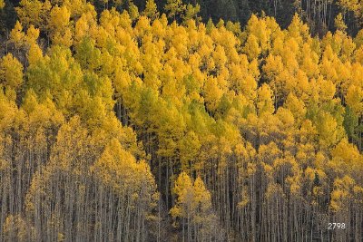 Trees Trees 4 - Dark Green Commercial Wallcovering | Koroseal