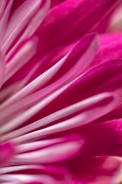Flowers Flowers 19 - Fuchsia Commercial Wallcovering | Koroseal