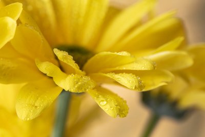 Flowers 21   Wallpaper (-92373) | Kurt Johnson | Koroseal