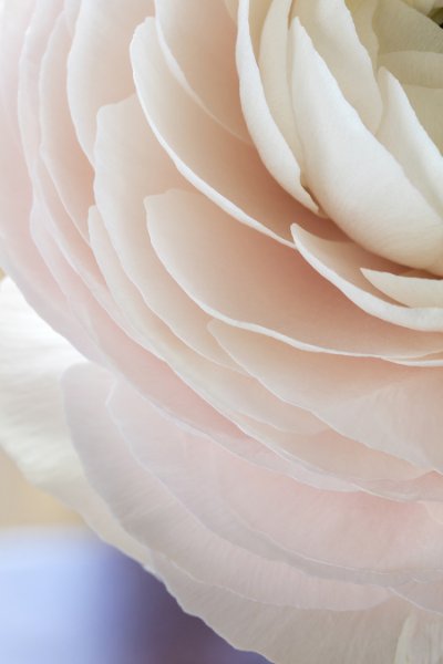 Flowers 32   Wallpaper (8988) | Kurt Johnson | Koroseal