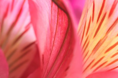 Flowers Flowers 33 - Pink Commercial Wallcovering | Koroseal