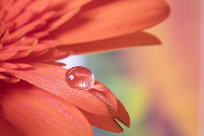 Flowers 39   Wallpaper (7455) | Kurt Johnson | Koroseal