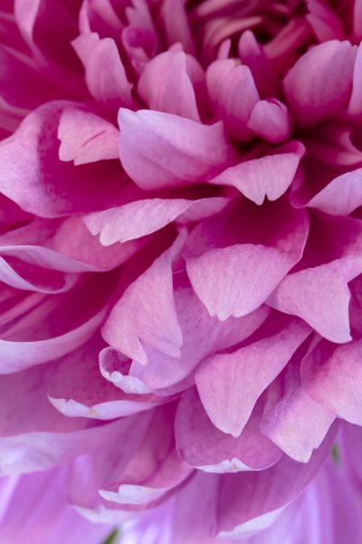 Flowers Flowers 41 - Light Lavender Commercial Wallcovering | Koroseal