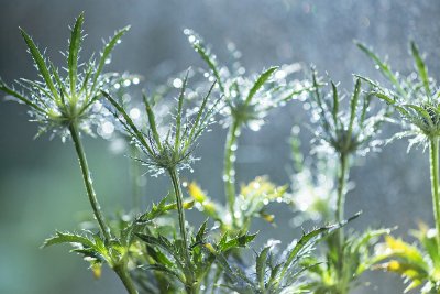 Grasses 12   Wallpaper (9352) | Kurt Johnson | Koroseal