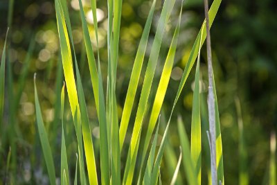 Grasses Grasses 13 - Pale Green Commercial Wallcovering | Koroseal