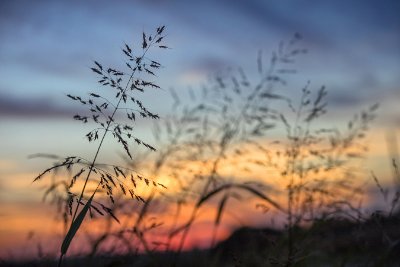 Grasses 3   Wallpaper (213) | Kurt Johnson | Koroseal