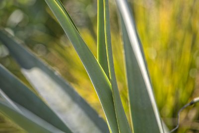 Grasses Grasses 5 - Pale Yellow Commercial Wallcovering | Koroseal