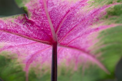 Leaves 10   Wallpaper (5177) | Kurt Johnson | Koroseal