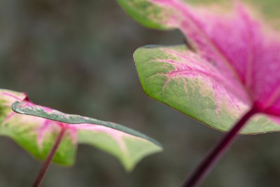 Leaves 11   Wallpaper (5203) | Kurt Johnson | Koroseal