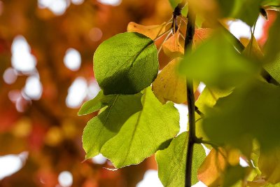 Leaves Leaves 13 - White Commercial Wallcovering | Koroseal