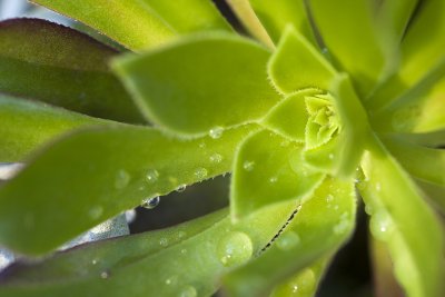 Leaves 14   Wallpaper (6785) | Kurt Johnson | Koroseal